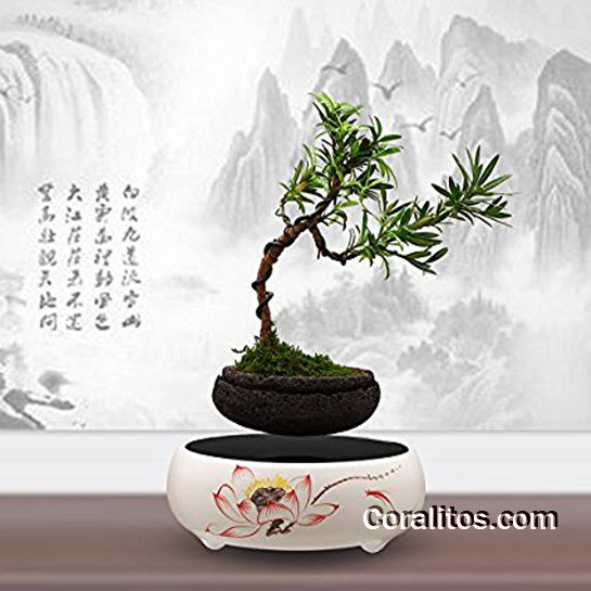 bonsai-floating-display - Japanese Style Bonsai Floating Display