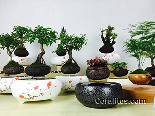 japanese-style-bonsai-floating-display-4wtm - Levitating Air Bonsai Pot