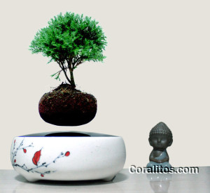 Air Bonsai 3wtm - Levitating Air Bonsai Pot